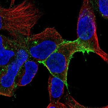 Anti-Il11Ra Antibody Produced In Rabbit Prestige Antibodies&#174; Powered by Atlas Antibodies, affinity isolated antibody, buffered aqueous glycerol solution