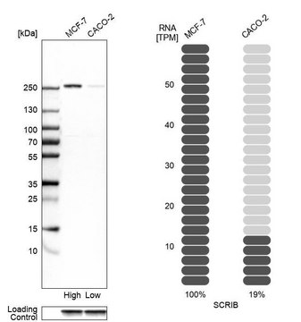 Anti-SCRIB antibody produced in rabbit Prestige Antibodies&#174; Powered by Atlas Antibodies, affinity isolated antibody, buffered aqueous glycerol solution