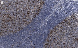Anti-Cyclin A2 Antibody, clone 2K11 ZooMAb&#174; Rabbit Monoclonal recombinant, expressed in HEK 293 cells