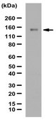 Anticorps anti-PHLPP2 from rabbit, purified by affinity chromatography