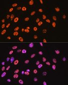 Anti-NONO/p54nrb antibody produced in rabbit