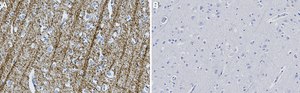 Anti-SIRT2 Antibody, clone 1D4 ZooMAb&#174; Rabbit Monoclonal recombinant, expressed in HEK 293 cells