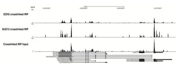 EZ-Magna NuCLEAR&#8482; RIP (Cross-Linked) Nuclear RNA-Binding Protein Immunoprecipitation Kit EZ-Magna Nuclear RIP (Cross-Linked) RNA-Binding Protein Immunoprecipitation Kit is designed for the analysis of chromatin associated RNA such lncRNAs, enhancer RNAs and miRNAs.