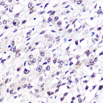 Anti-FTO antibody produced in rabbit