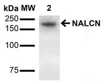 Monoclonal Anti-Mglur1/5 - Rpe antibody produced in mouse clone S75-33, purified immunoglobulin