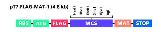 pT7-FLAG&#8482;-MAT-Tag&#174;-1 Expression Vector