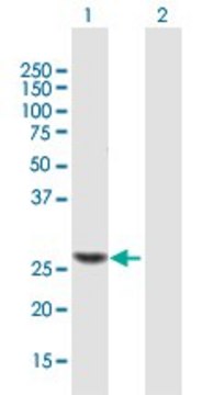 ANTI-TRMU antibody produced in mouse purified immunoglobulin, buffered aqueous solution