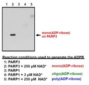 Anti-mono- ADP-ribose binding reagent from Escherichia coli