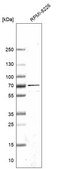 Anti-EIF2A antibody produced in rabbit Prestige Antibodies&#174; Powered by Atlas Antibodies, affinity isolated antibody, buffered aqueous glycerol solution