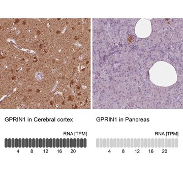Anti-GPRIN1 antibody produced in rabbit Prestige Antibodies&#174; Powered by Atlas Antibodies, affinity isolated antibody