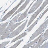 Anti-YIF1A antibody produced in rabbit Prestige Antibodies&#174; Powered by Atlas Antibodies, affinity isolated antibody, buffered aqueous glycerol solution