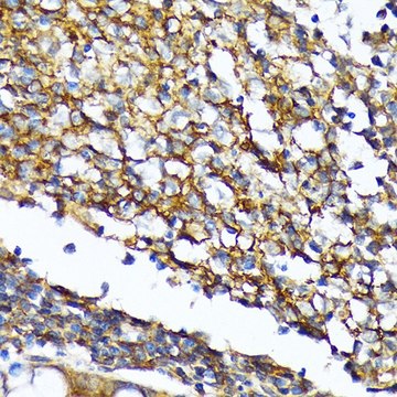 Anti-CD82 antibody produced in rabbit