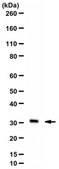 Anti-Myostatin Antibody, Near CT from rabbit, purified by affinity chromatography