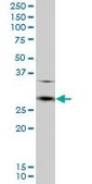 Anti-CD8A antibody produced in mouse purified immunoglobulin, buffered aqueous solution