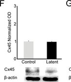 Anti-Connexin 45 Antibody, near CT, cytoplasmic Chemicon&#174;, from rabbit