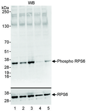 Rabbit anti-Phospho RPS6 (S235/236) Antibody, Affinity Purified Powered by Bethyl Laboratories, Inc.