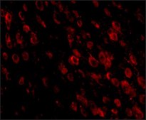 Monoclonal Anti-PD-1 antibody produced in mouse clone 7A11B1, purified immunoglobulin, buffered aqueous solution