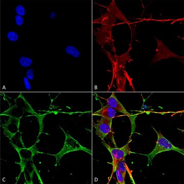 Monoclonal Anti-beta 4 Spectrin antibody produced in mouse clone S393-2