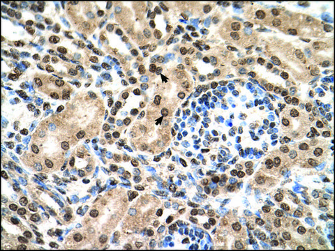 Anti-IFIT3 antibody produced in rabbit affinity isolated antibody