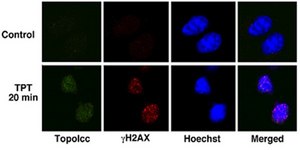 Anti-Topoisomerase I-DNA Covalent Complexes Antibody, clone 1.1A clone 1.1A, from mouse