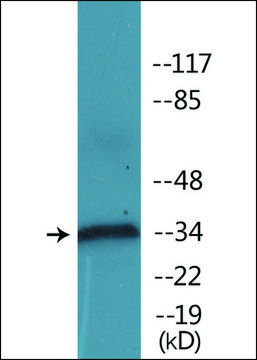 Anti-phospho-CD32 (pTyr292) antibody produced in rabbit affinity isolated antibody