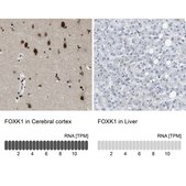 Anti-FOXK1 antibody produced in rabbit Prestige Antibodies&#174; Powered by Atlas Antibodies, affinity isolated antibody, buffered aqueous glycerol solution