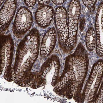 Anti-SLIT2 antibody produced in rabbit Prestige Antibodies&#174; Powered by Atlas Antibodies, affinity isolated antibody, buffered aqueous glycerol solution, Ab2