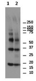 Anti-alpha-Synuclein Antibody, oligomer-specific Syn33 from rabbit