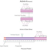 Activin A human recombinant, expressed in HEK 293 cells, HumanKine&#174;, suitable for cell culture