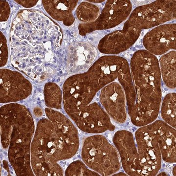 Anti-C11orf54 antibody produced in rabbit Prestige Antibodies&#174; Powered by Atlas Antibodies, affinity isolated antibody, buffered aqueous glycerol solution
