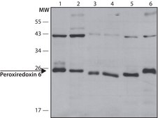 Anti-Peroxiredoxin 6 (N-terminal) antibody produced in rabbit ~1.0&#160;mg/mL, affinity isolated antibody, buffered aqueous solution