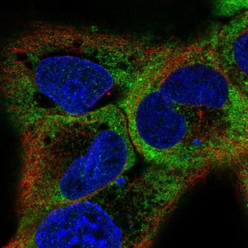 Anti-RBMS1 antibody produced in rabbit Prestige Antibodies&#174; Powered by Atlas Antibodies, affinity isolated antibody