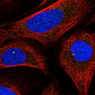 Anti-INTS6L antibody produced in rabbit Prestige Antibodies&#174; Powered by Atlas Antibodies, affinity isolated antibody