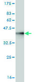 Monoclonal Anti-DLG3 antibody produced in mouse clone 2B6, purified immunoglobulin, buffered aqueous solution