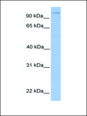 Anti-LPIN1 antibody produced in rabbit affinity isolated antibody