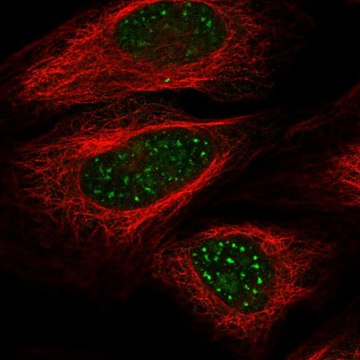 Anti-Wrn Antibody Produced In Rabbit Prestige Antibodies&#174; Powered by Atlas Antibodies, affinity isolated antibody, buffered aqueous glycerol solution