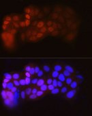 Anti-ESR&#945; Antibody, clone 4L8K5, Rabbit Monoclonal