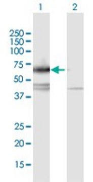 Anti-IL17RC antibody produced in mouse purified immunoglobulin, buffered aqueous solution