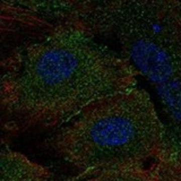 Anti-MLKL antibody produced in rabbit Prestige Antibodies&#174; Powered by Atlas Antibodies, affinity isolated antibody, buffered aqueous glycerol solution