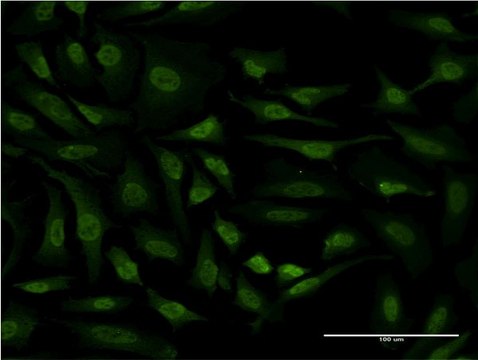 Monoclonal Anti-RPS6KA6 antibody produced in mouse clone 3G12, purified immunoglobulin, buffered aqueous solution