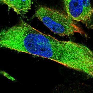 Anti-SNX9 antibody produced in rabbit Prestige Antibodies&#174; Powered by Atlas Antibodies, affinity isolated antibody