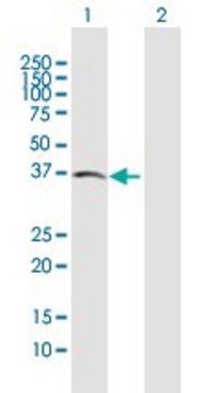 Anti-ACVR2B antibody produced in mouse purified immunoglobulin, buffered aqueous solution