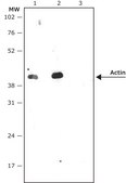 Anti-Rabbit IgG (&#947;-chain specific)–Peroxidase antibody, Mouse monoclonal clone RG-96, purified from hybridoma cell culture