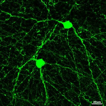 Anti-Vesicular Nucleotide Transporter (VNUT Antibody) serum, from guinea pig