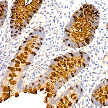 Anti-TFF3 Antibody, clone 7X6O2, Rabbit Monoclonal