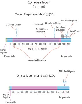 Collagen human Bornstein and Traub Type I, acid soluble, powder, ~95% (SDS-PAGE)