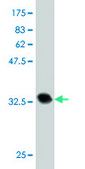 Monoclonal Anti-FAAH, (C-terminal) antibody produced in mouse clone 2G8, purified immunoglobulin, buffered aqueous solution