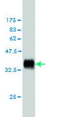 Monoclonal Anti-DLL1 antibody produced in mouse clone 4F8, purified immunoglobulin, buffered aqueous solution