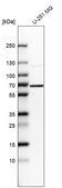 Anti-CKAP4 antibody produced in rabbit Prestige Antibodies&#174; Powered by Atlas Antibodies, affinity isolated antibody