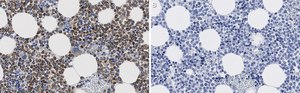 Anti-CD63 Antibody, clone 3H6 ZooMAb&#174; Rabbit Monoclonal recombinant, expressed in HEK 293 cells